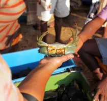 Negambo Fish Market