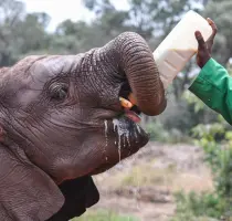 Feeding Elephants