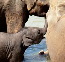 Elephants in Sri Lanka