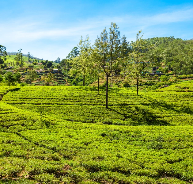 Nuwara Eliya Tea Estate