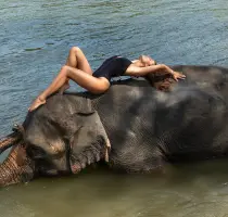 Photography with elephant