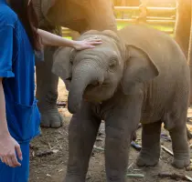 Baby Elephants