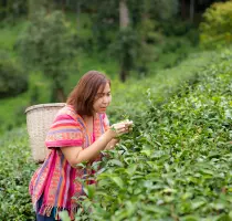 Tea Plucking