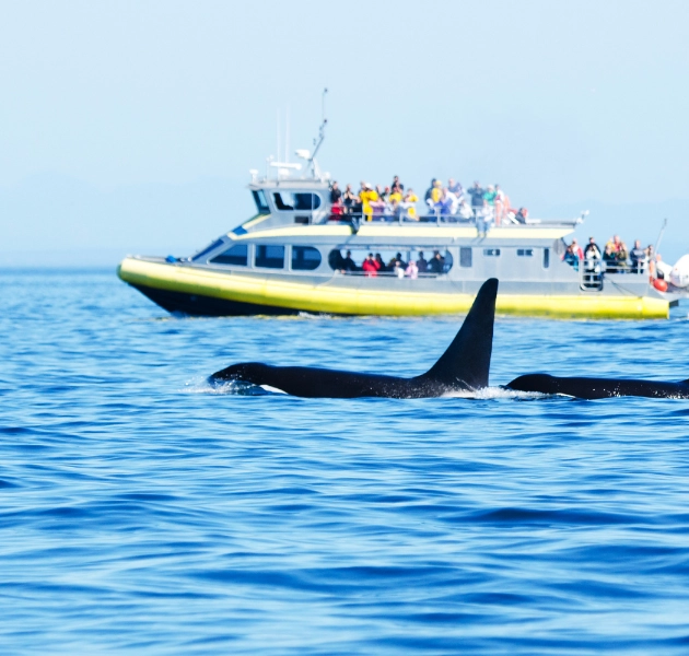 Whales Watching