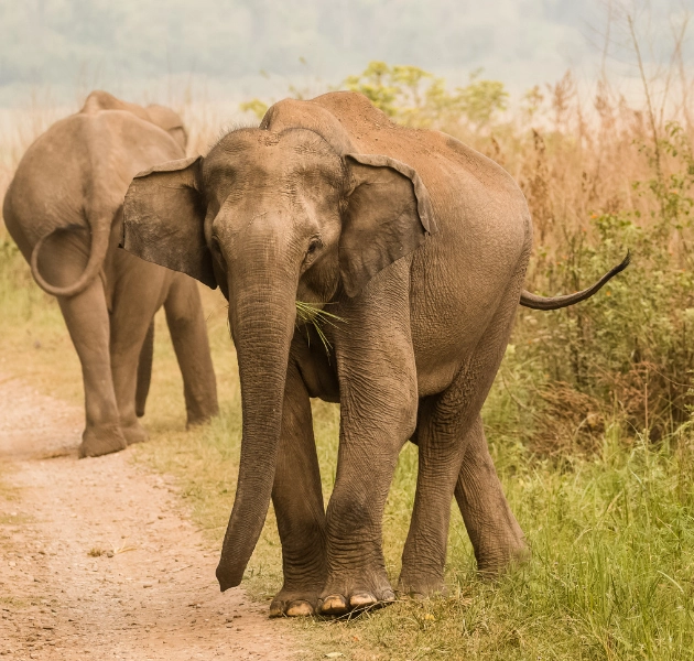 Yala Safari