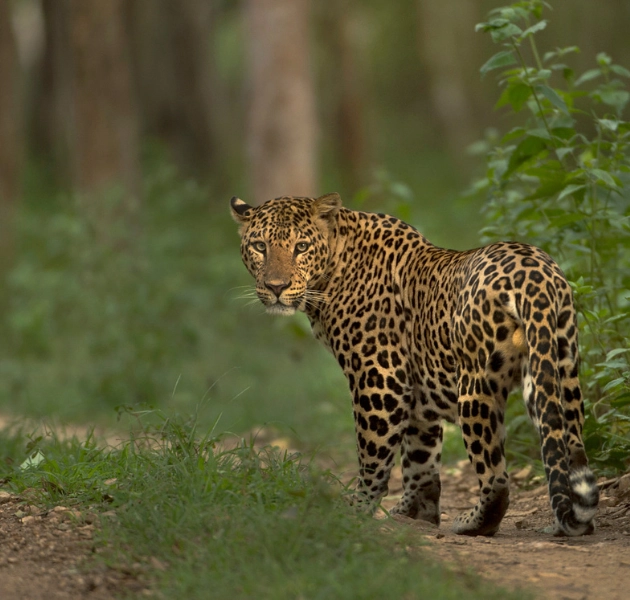 Yala Safari